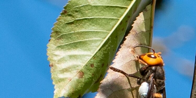 ‘Murder hornets’ wiped out in North America in rare victory
