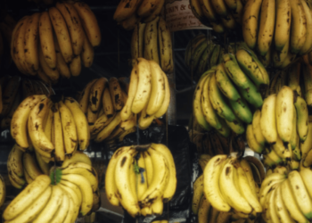 The Banana Road From South America to China