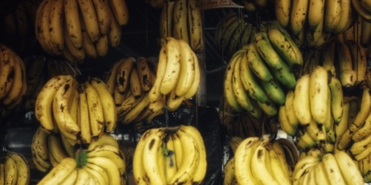 The Banana Road From South America to China