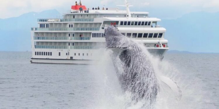 Largest Small-Ship US Cruise Line Will Double Alaska Presence