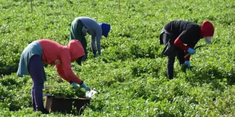 Gobierno oficializa tabla de salario mínimo con error y debe enmendarlo con nueva publicación