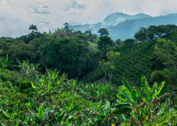 Can Colombia become an agrifoodtech powerhouse in 2025?