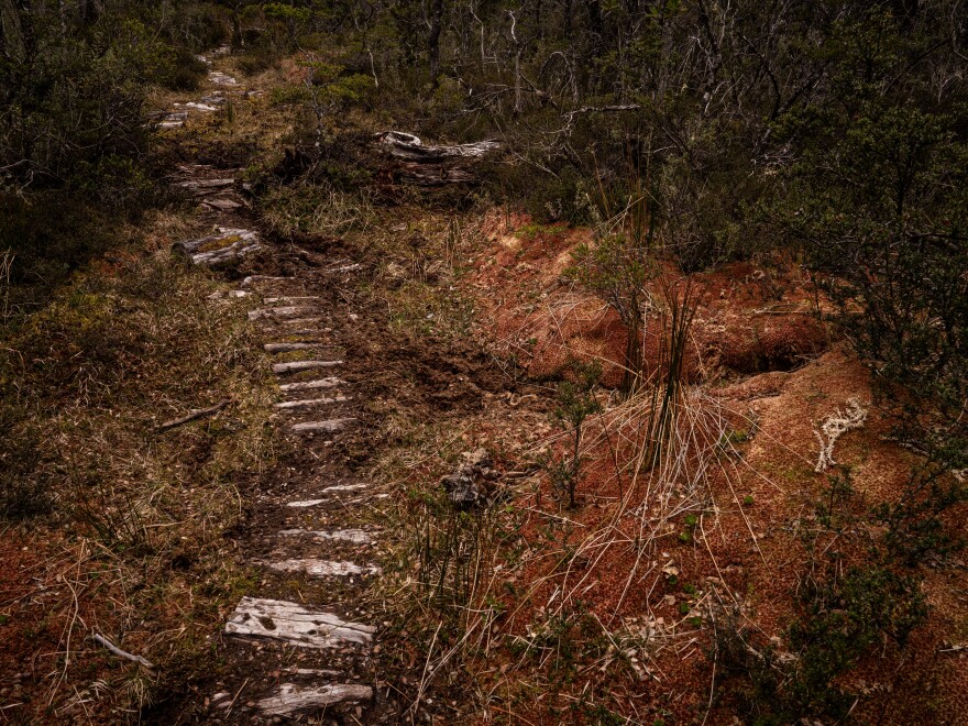 A path along an area of peat bogs, which are dense wetlands filled with partially decayed vegetation.