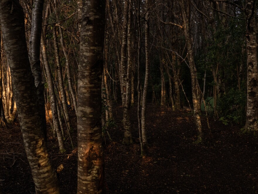 The evening light illuminates the forest in Patagonia, Chile.