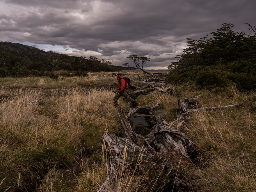 Benjamín Cáceres, marine biologist and conservation coordinator of the organization Rewilding Chile, crosses a river over fallen trees on Nov. 4, 2024.