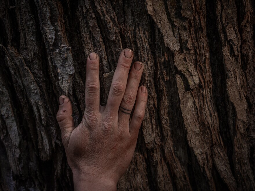 Benjamín Cáceres, marine biologist and conservation coordinator of Rewilding Chile, puts his hand on a native tree inside the forest, on Nov. 4, 2024.