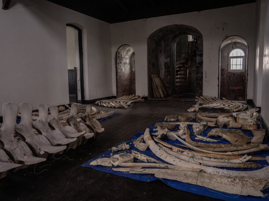 Whale bones found on the shores of the Strait of Magellan are displayed inside the San Isidro Lighthouse, at the southern end of the Brunswick Peninsula in Chile.