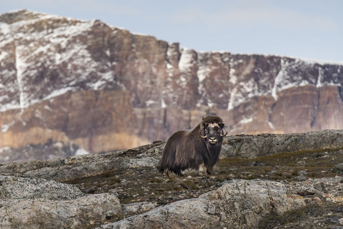 Musk oxen are among the wildlife visitors to Greenland may encounter.