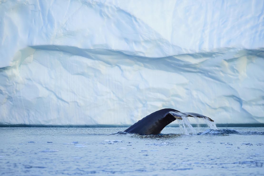 A humpback whale dives in Disko Bay.