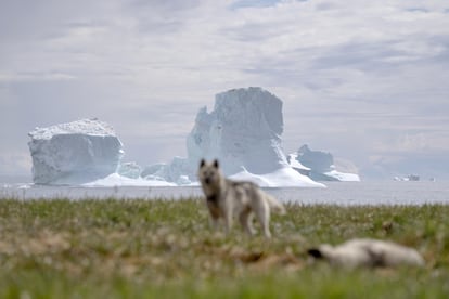 Kangaamiut