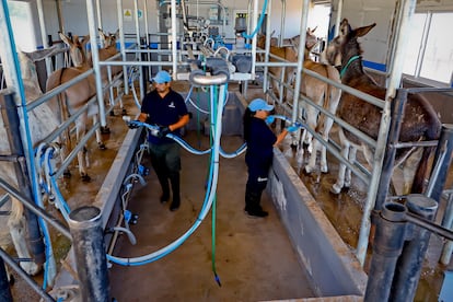 Inés y Cristian son los operarios de la maquinaria de extracción de leche en el tambo.
