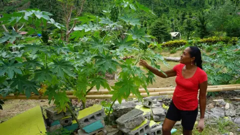 Gemma Handy Louisette Auguiste collecting castor oil seeds