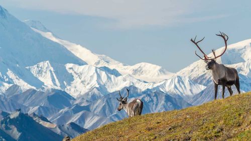 The mountain has been known as Denali for thousands of years.