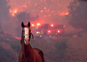 Brooke USA to support horses impacted by California fires