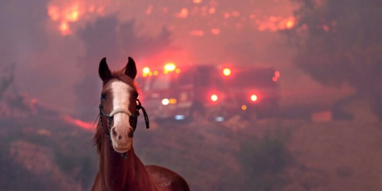 Brooke USA to support horses impacted by California fires