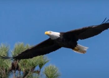 Bald Eagle Found Shot Dead In Alabama, Authorities Offering $2,500 Reward For Information