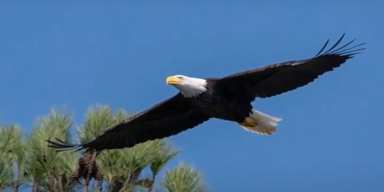 Bald Eagle Found Shot Dead In Alabama, Authorities Offering $2,500 Reward For Information