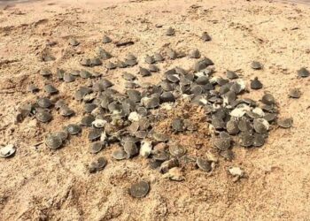 Birth of Turtles Drops 75% in Brazil's Largest Nursery - 03/01/2025 - Science and Health