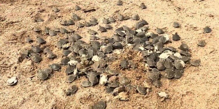 Birth of Turtles Drops 75% in Brazil's Largest Nursery - 03/01/2025 - Science and Health