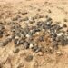 Birth of Turtles Drops 75% in Brazil's Largest Nursery - 03/01/2025 - Science and Health
