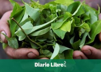 Bolivia anuncia más industrialización para uso legal de hoja de coca