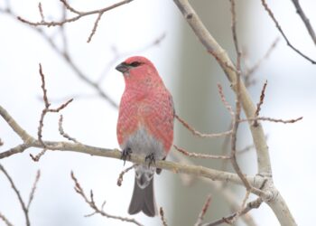 Christmas Bird Count looks at avian health in Winnipeg, North America