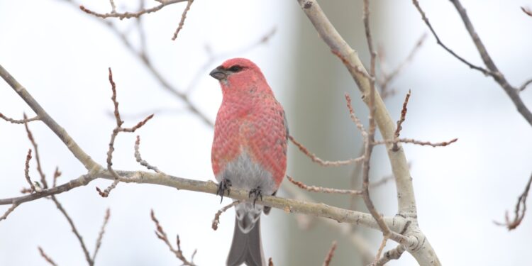 Christmas Bird Count looks at avian health in Winnipeg, North America