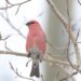 Christmas Bird Count looks at avian health in Winnipeg, North America