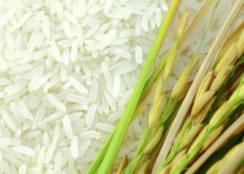 Dominican Republic enacts rice tariffs