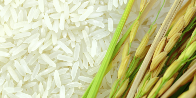 Dominican Republic enacts rice tariffs