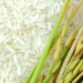Dominican Republic enacts rice tariffs