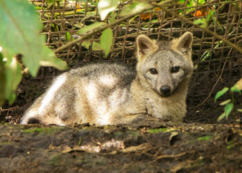 Fox cub and an oncilla released into their natural habitat in Colombia