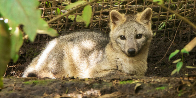 Fox cub and an oncilla released into their natural habitat in Colombia