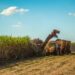 Guyana recorded shortfall in sugar production in 2024