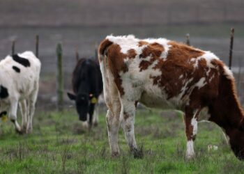 How America lost control of bird flu, setting stage for new pandemic
