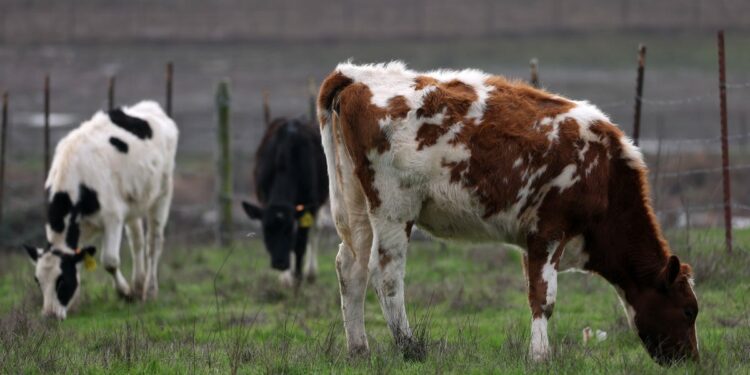 How America lost control of bird flu, setting stage for new pandemic