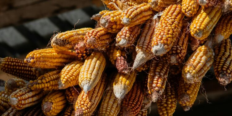 Indigenous Agriculture and Climate Change in Latin America