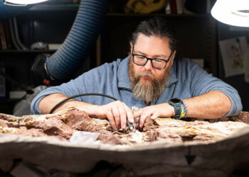 North America's Earliest Dinosaur Is A 230-Million-Year-Old Chicken-Sized Wyomingite