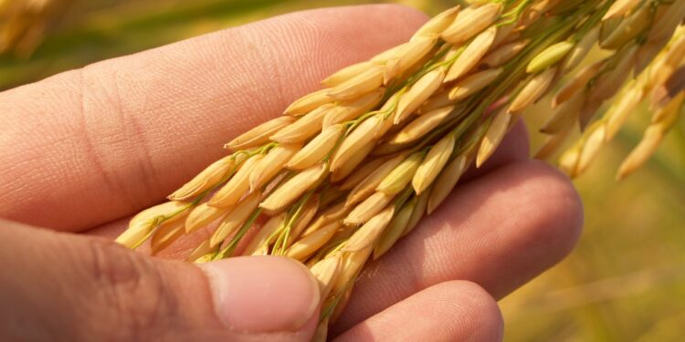 The rise of Arkansas rice -