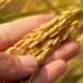 The rise of Arkansas rice -
