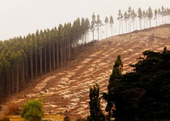 Bolivia madera cacao cuero café Ley Deforestación Importada UE