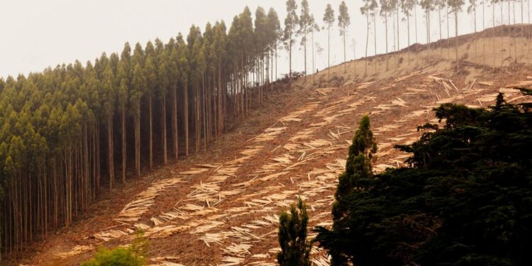 Bolivia madera cacao cuero café Ley Deforestación Importada UE