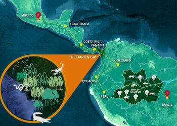 Panama's jungles, Nicaragua's 'electric shock' camps, tracing the deadly dunki route to America