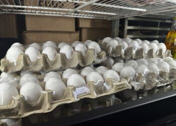 Guyana working to increase production of broilers, eggs as US hit with bird flu