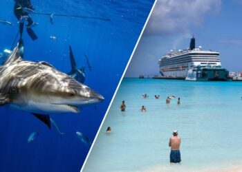 American tourists felt 'nudge' before shark attack at popular Bahamas resort