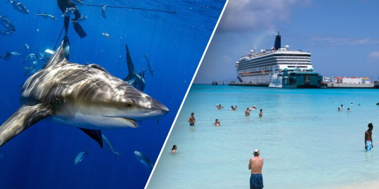 American tourists felt 'nudge' before shark attack at popular Bahamas resort