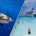 American tourists felt 'nudge' before shark attack at popular Bahamas resort