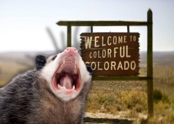 Does the Only Marsupial Found in North America Live in Colorado?