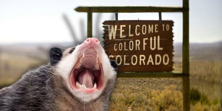 Does the Only Marsupial Found in North America Live in Colorado?