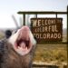 Does the Only Marsupial Found in North America Live in Colorado?
